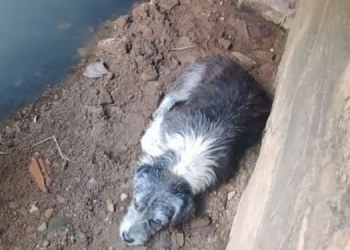 Cão ferido é abandonado debaixo de ponte em Piripiri; animal foi resgatado